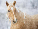 Tierarztpraxis Sylvia Spath Leistungen Pferd